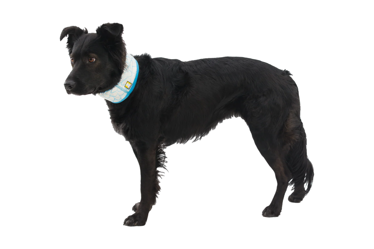 Swamp Cooler™ Cooling Neck Gaiter